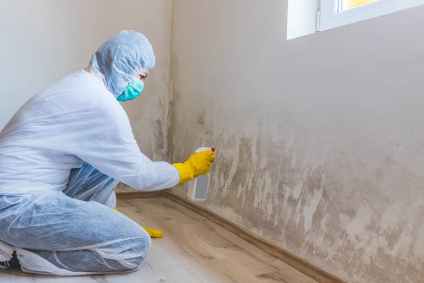 Licensed Mold Testing service in Saint Charles, IL - WQB Mold Removal